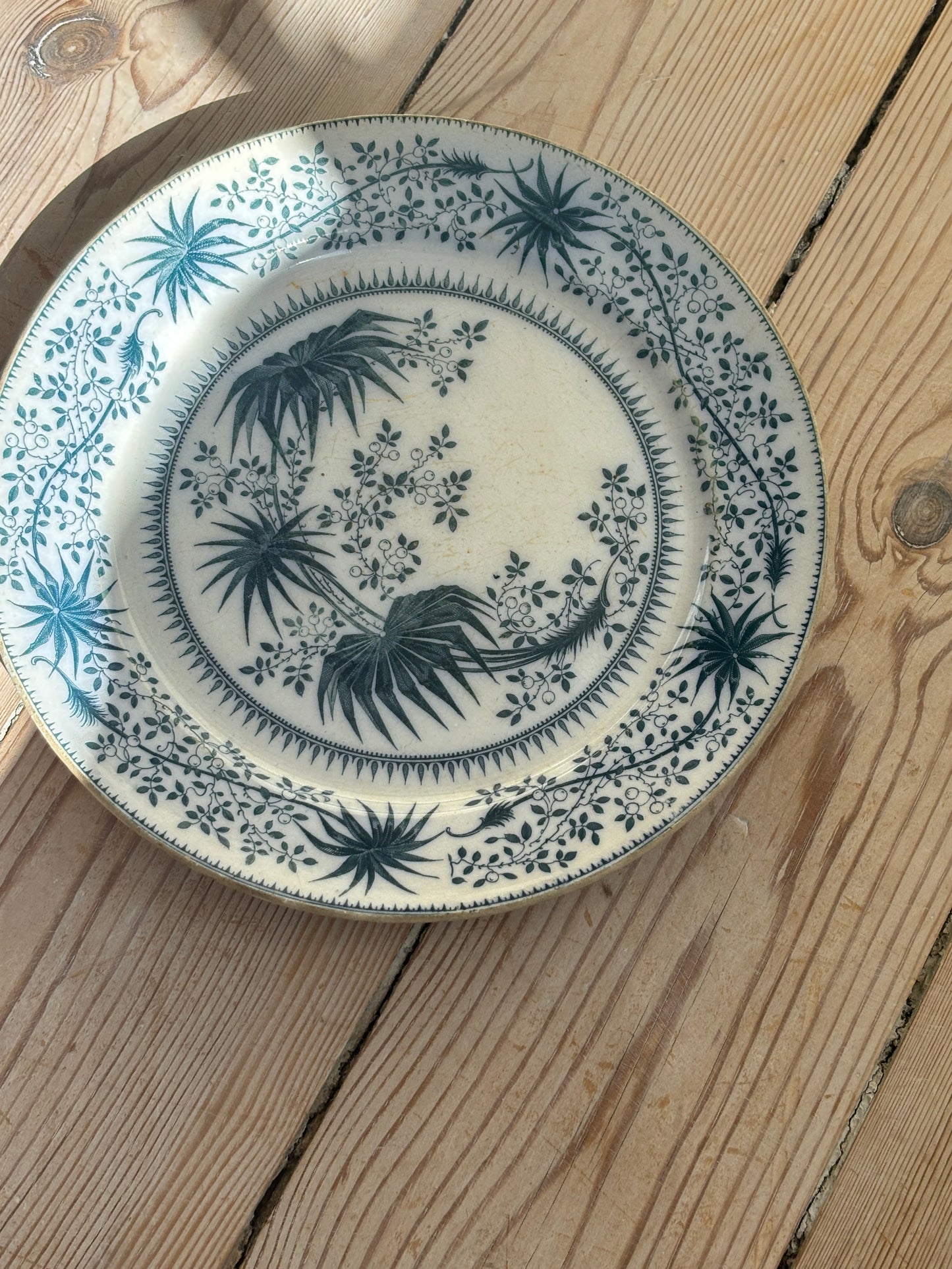Platte, palme