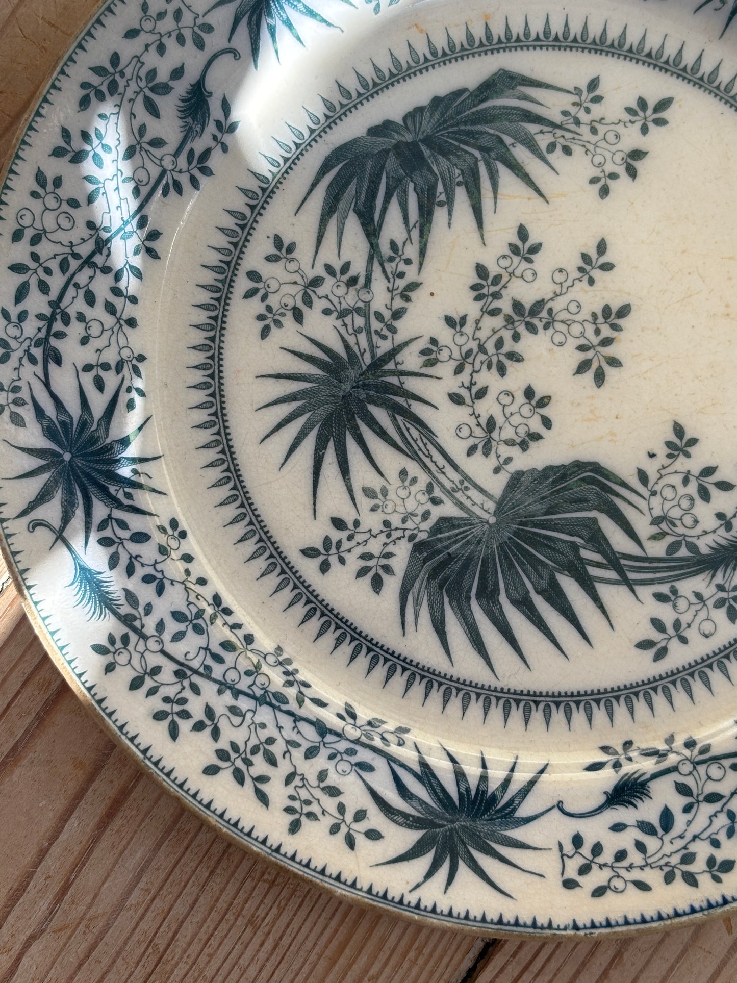 Platte, palme